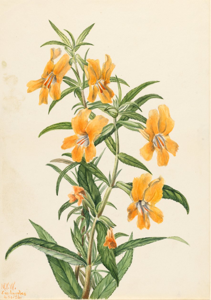 Buff Monkeyflower (Diplacus longiflorus) alkotó: Mary Vaux Walcott