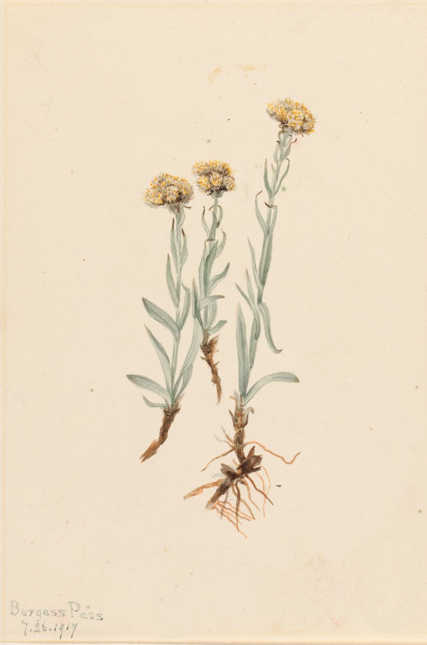 Buff Pussytoes Antennaria luzuloides, 1917. alkotó: Mary Vaux Walcott