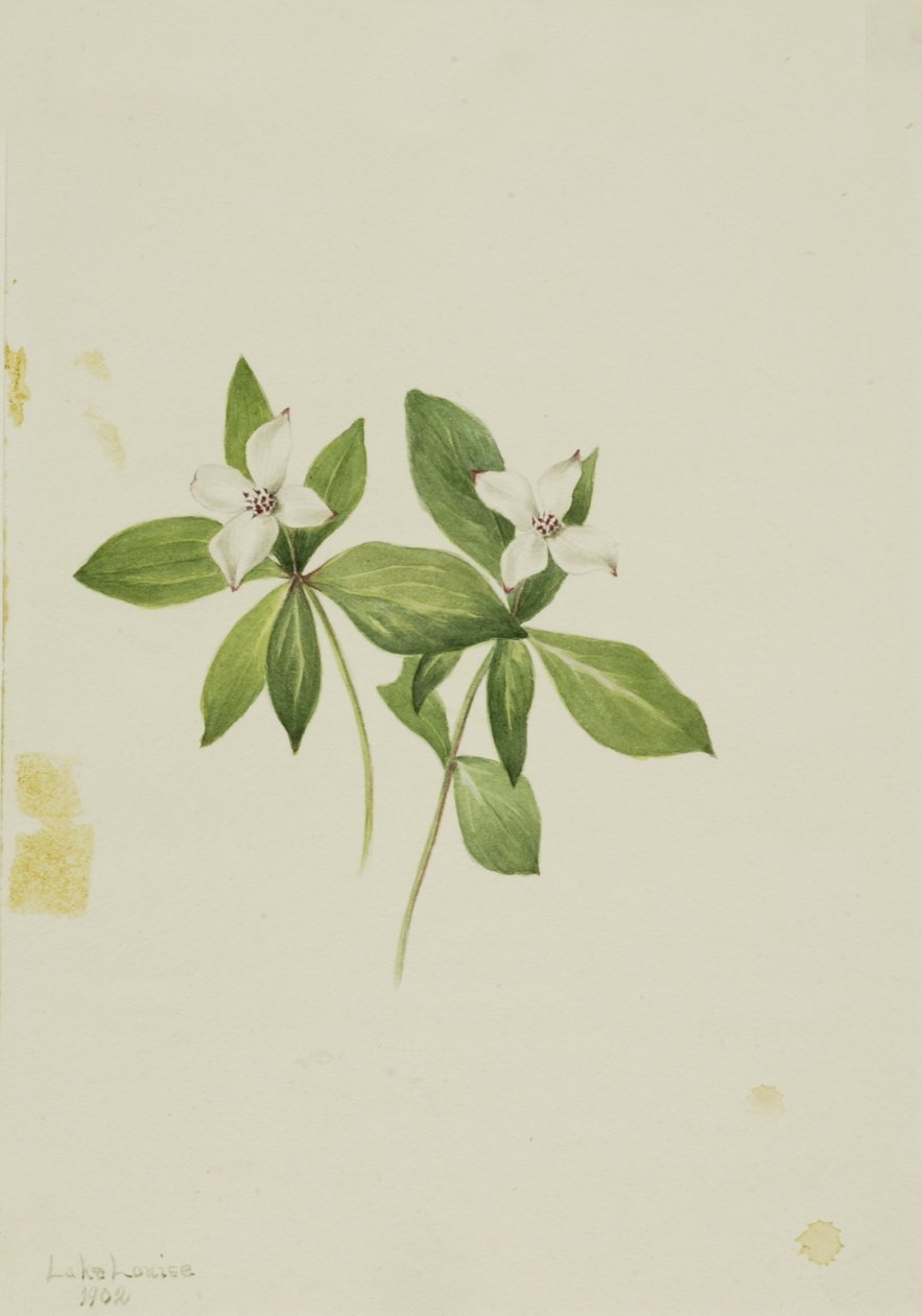 Bunchberry (Cornus canadensis) alkotó: Mary Vaux Walcott
