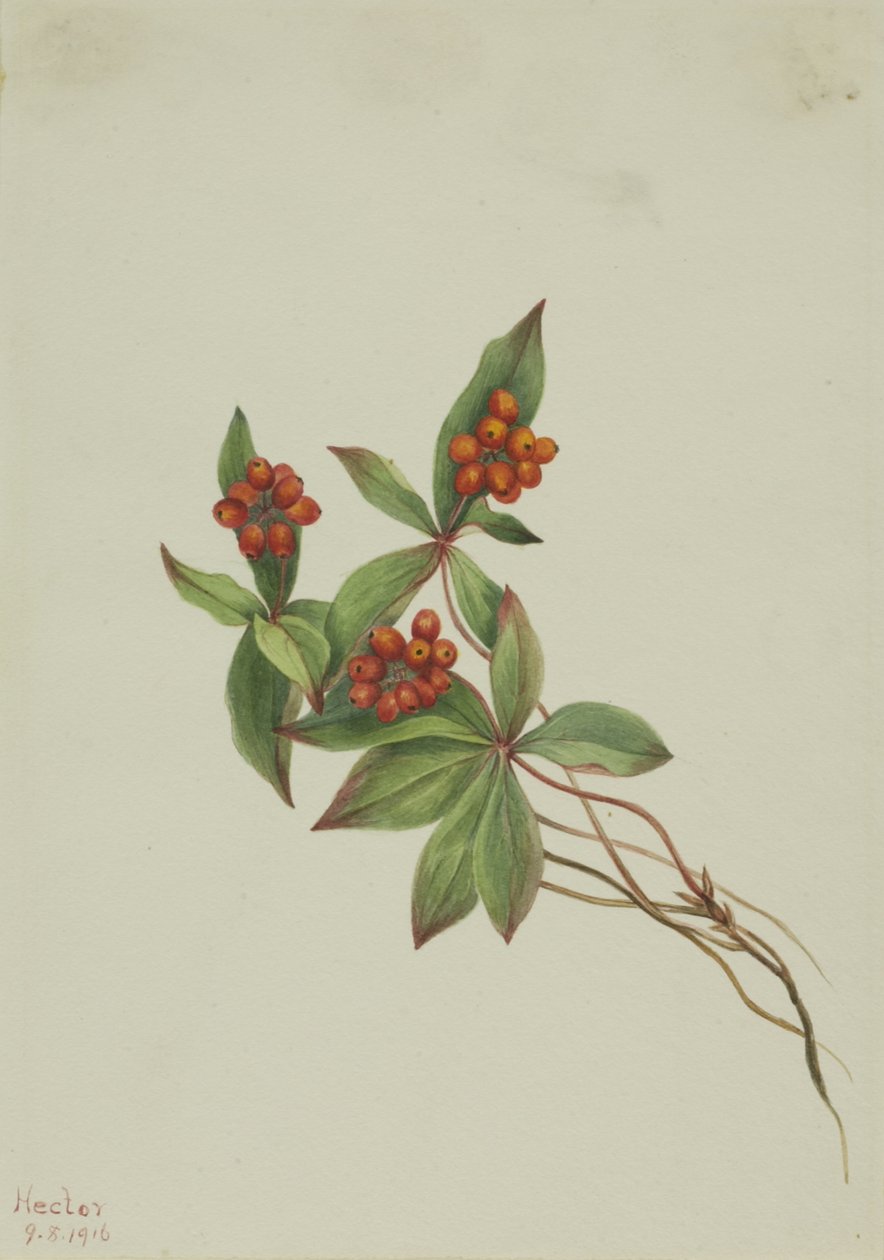 Bunchberry Cornus canadensis, 1916 alkotó: Mary Vaux Walcott