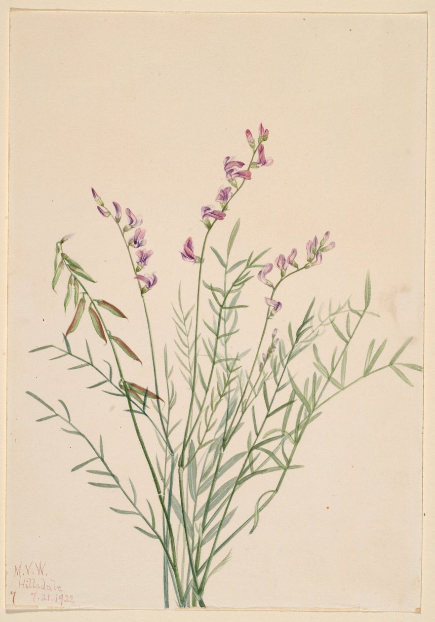 Burgess Milkvetch (Astragalus bourgovii) alkotó: Mary Vaux Walcott