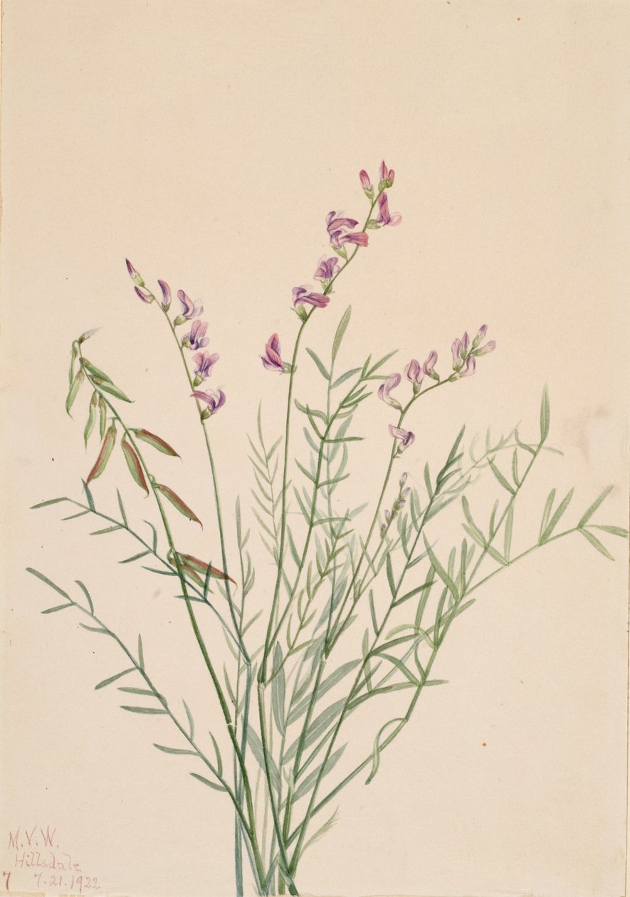 Burgess Milkvetch Astragalus bourgovii, 1922. alkotó: Mary Vaux Walcott