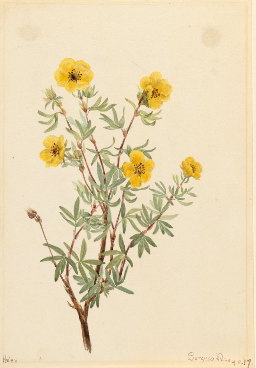 Bokor Cinquefoil Potentilla fruticosa, 1917. alkotó: Mary Vaux Walcott