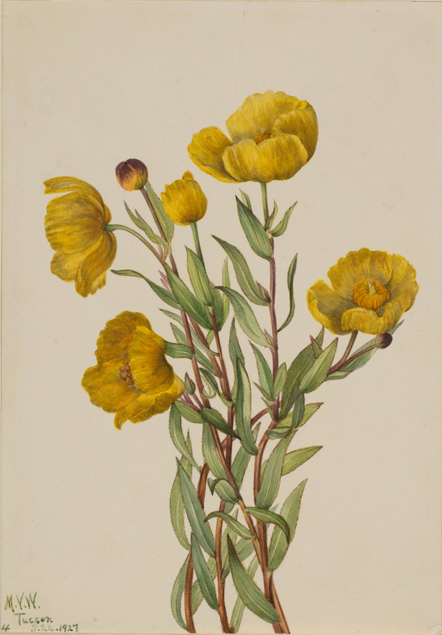 Bozótpipacs (Dendromecon rigidum) alkotó: Mary Vaux Walcott