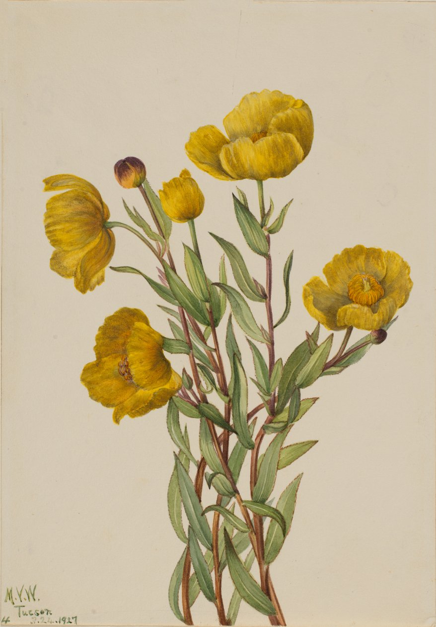 Bushpoppy Dendromecon rigidum, 1927. alkotó: Mary Vaux Walcott