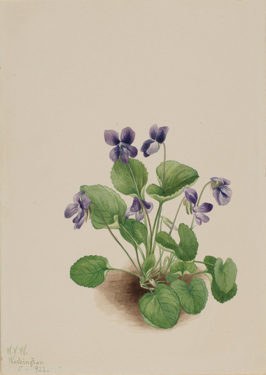 Pillangó ibolya (Viola papilionacea) alkotó: Mary Vaux Walcott