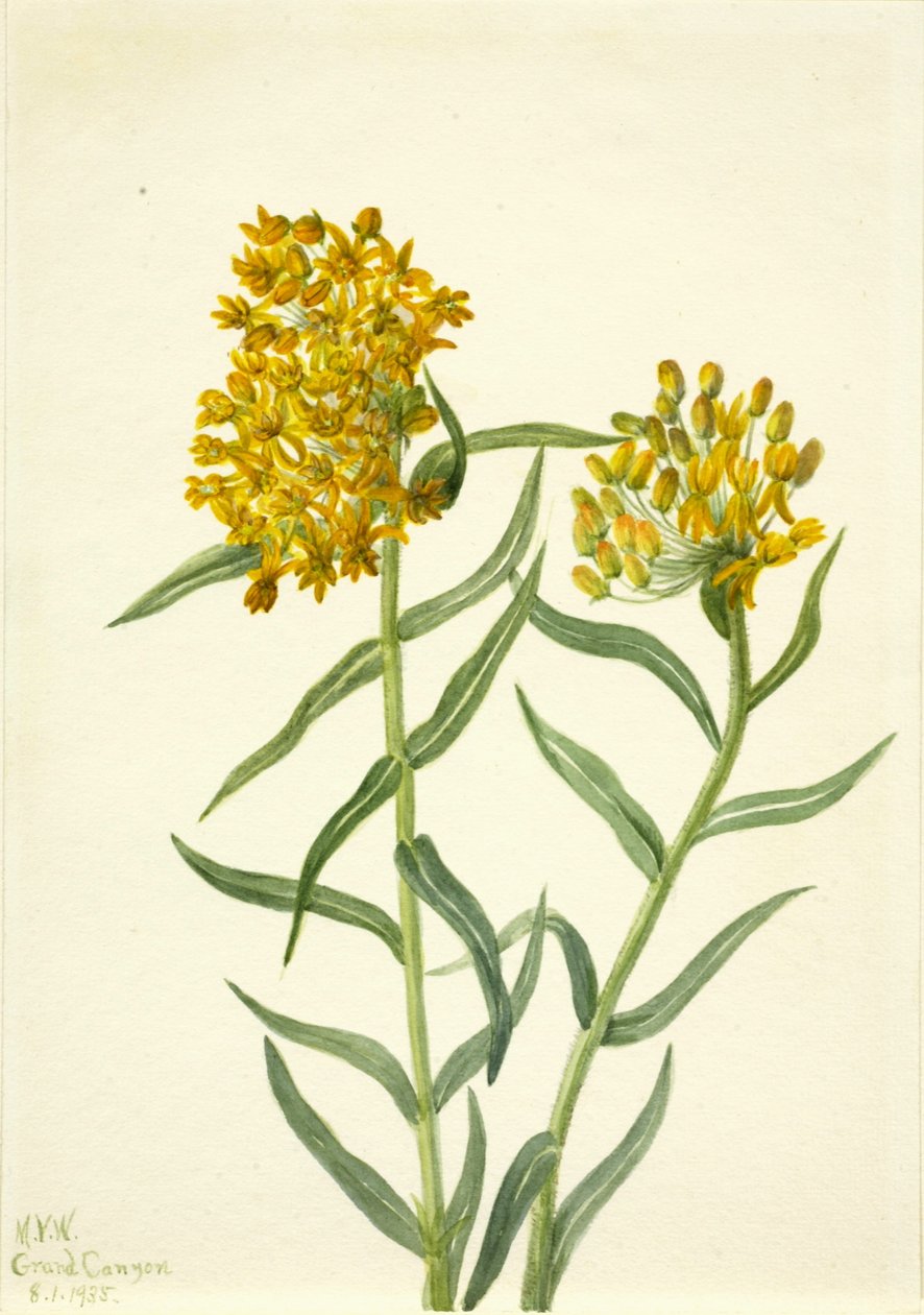 Pillangófű (Ascelpias tuberosa) alkotó: Mary Vaux Walcott