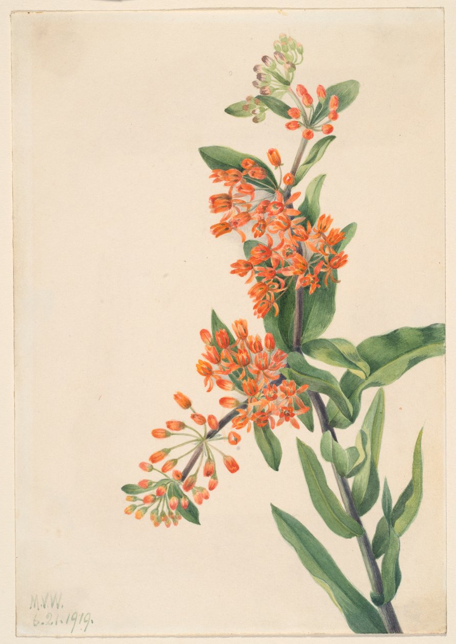 Pillangófű (Ascelpias tuberosa) alkotó: Mary Vaux Walcott