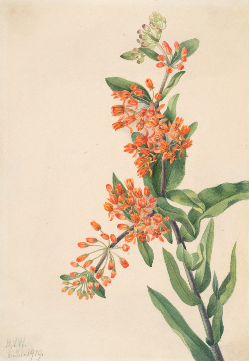 Pillangófű Asclepias tuberosa, 1919. alkotó: Mary Vaux Walcott