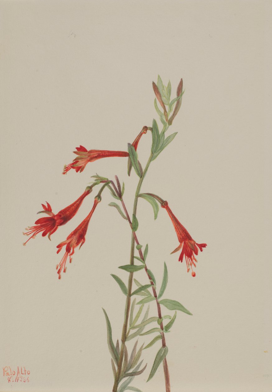 Kaliforniai Fuschia (Zauschneria californica) alkotó: Mary Vaux Walcott