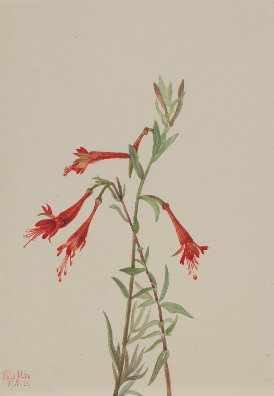 Kaliforniai Fuschia Zauschneria californica, 1936. alkotó: Mary Vaux Walcott