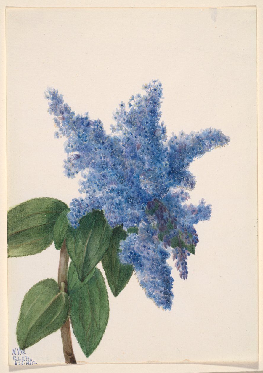 Kaliforniai lila (Ceanothus thyrsiflorus) alkotó: Mary Vaux Walcott