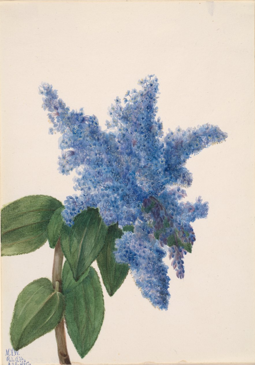 Kaliforniai lila Ceanothus thyrsiflorus, 1935 alkotó: Mary Vaux Walcott