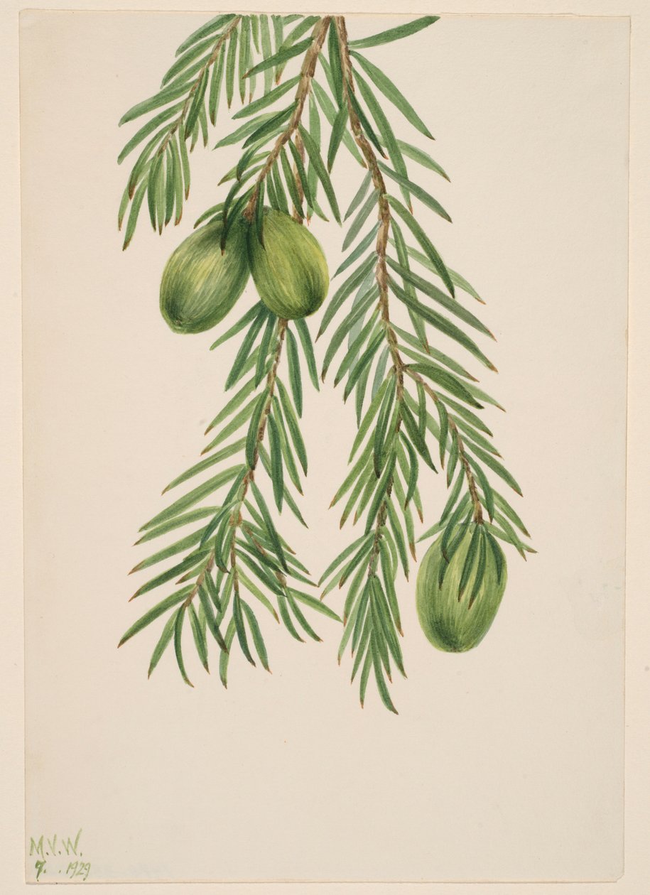 Kaliforniai szerecsendió (Tumion californicum) alkotó: Mary Vaux Walcott
