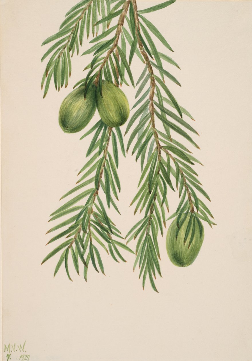 California Nutmeg Tumion californicum, 1929. alkotó: Mary Vaux Walcott