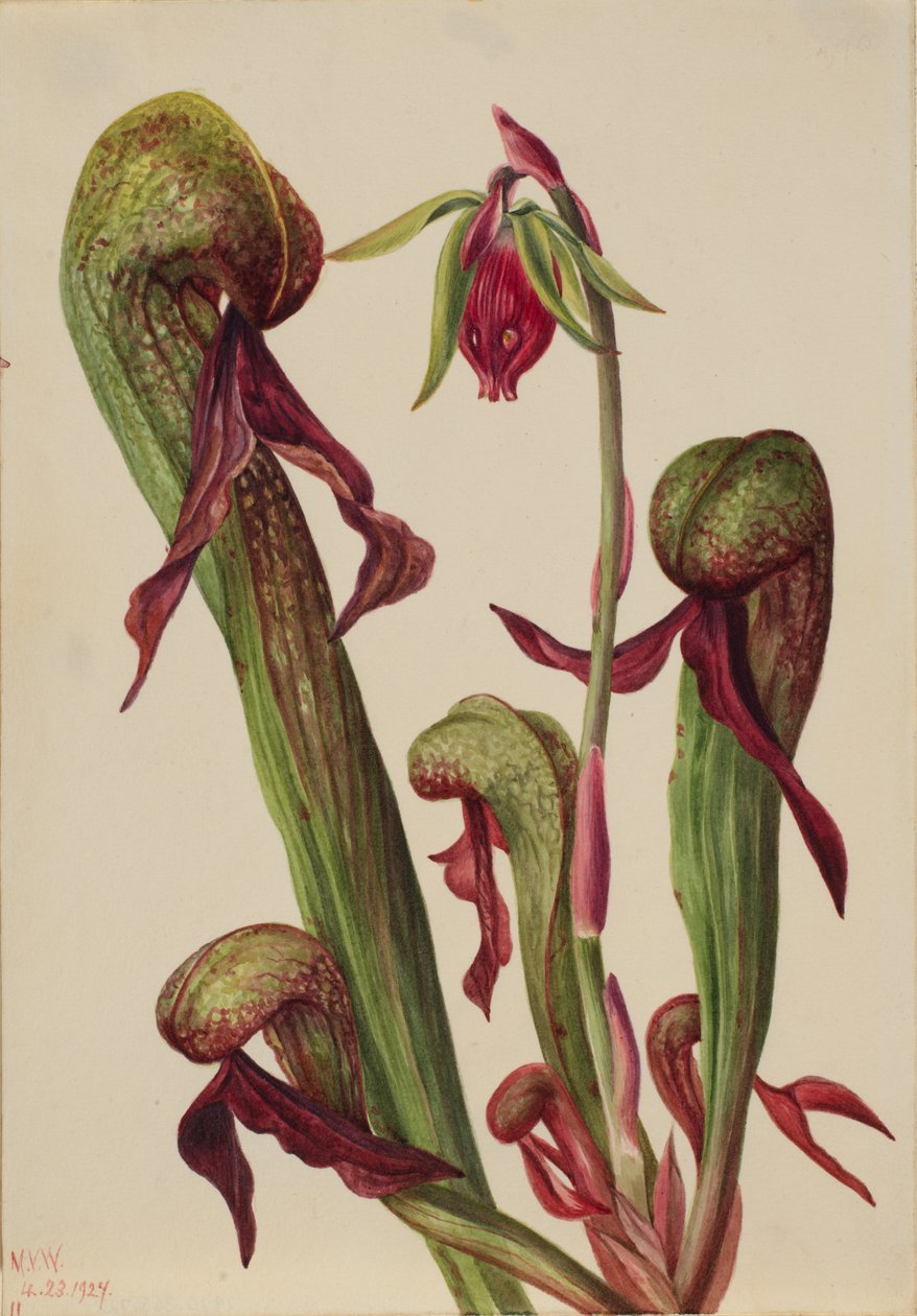 Chrysamphora californica kaliforniai kancsónövény, 1924. alkotó: Mary Vaux Walcott