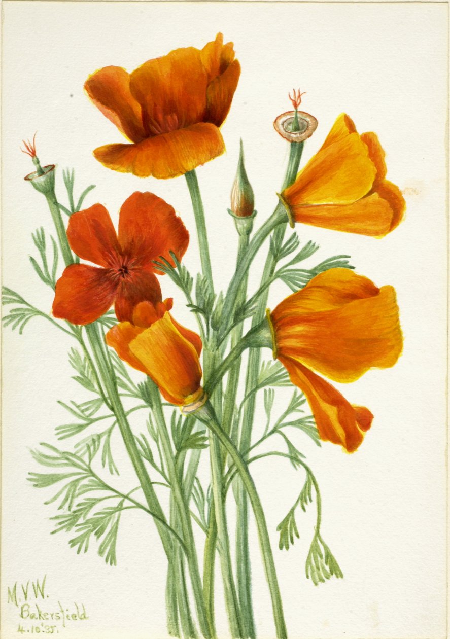 Kaliforniai mák Eschscholtzia californica, 1935. alkotó: Mary Vaux Walcott