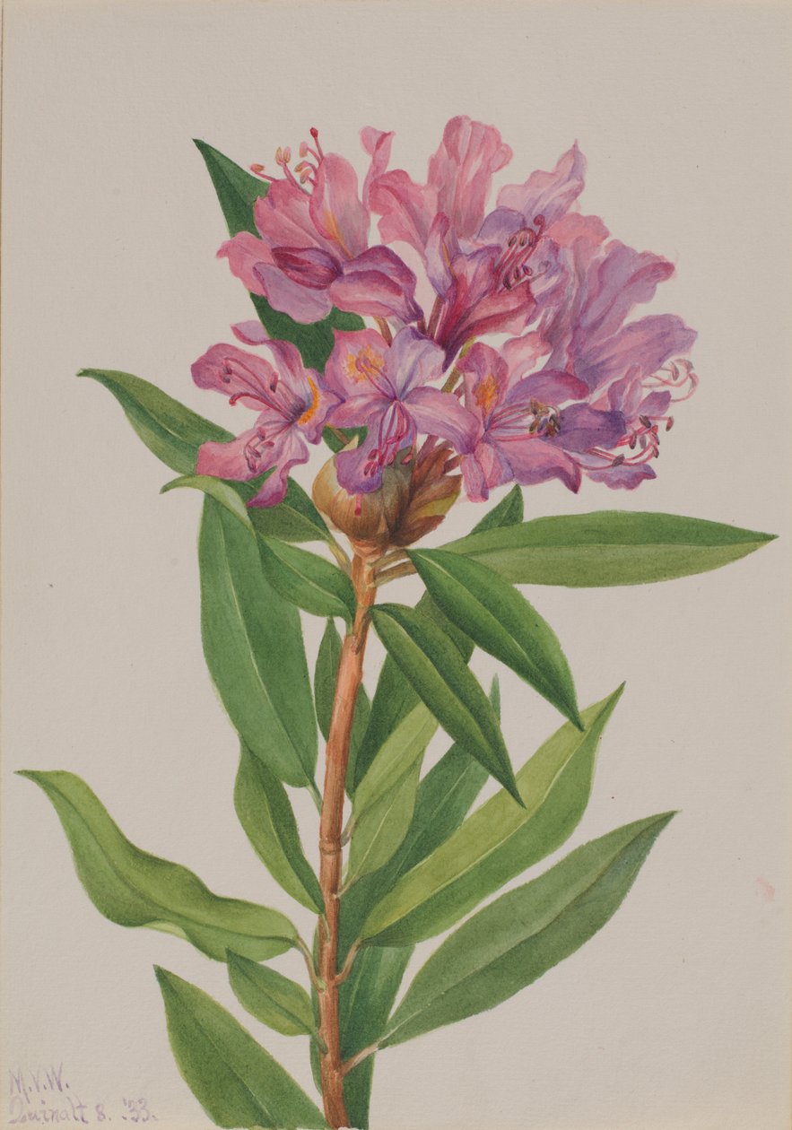 Kaliforniai rózsa-öböl (Rhododendron californicum) alkotó: Mary Vaux Walcott