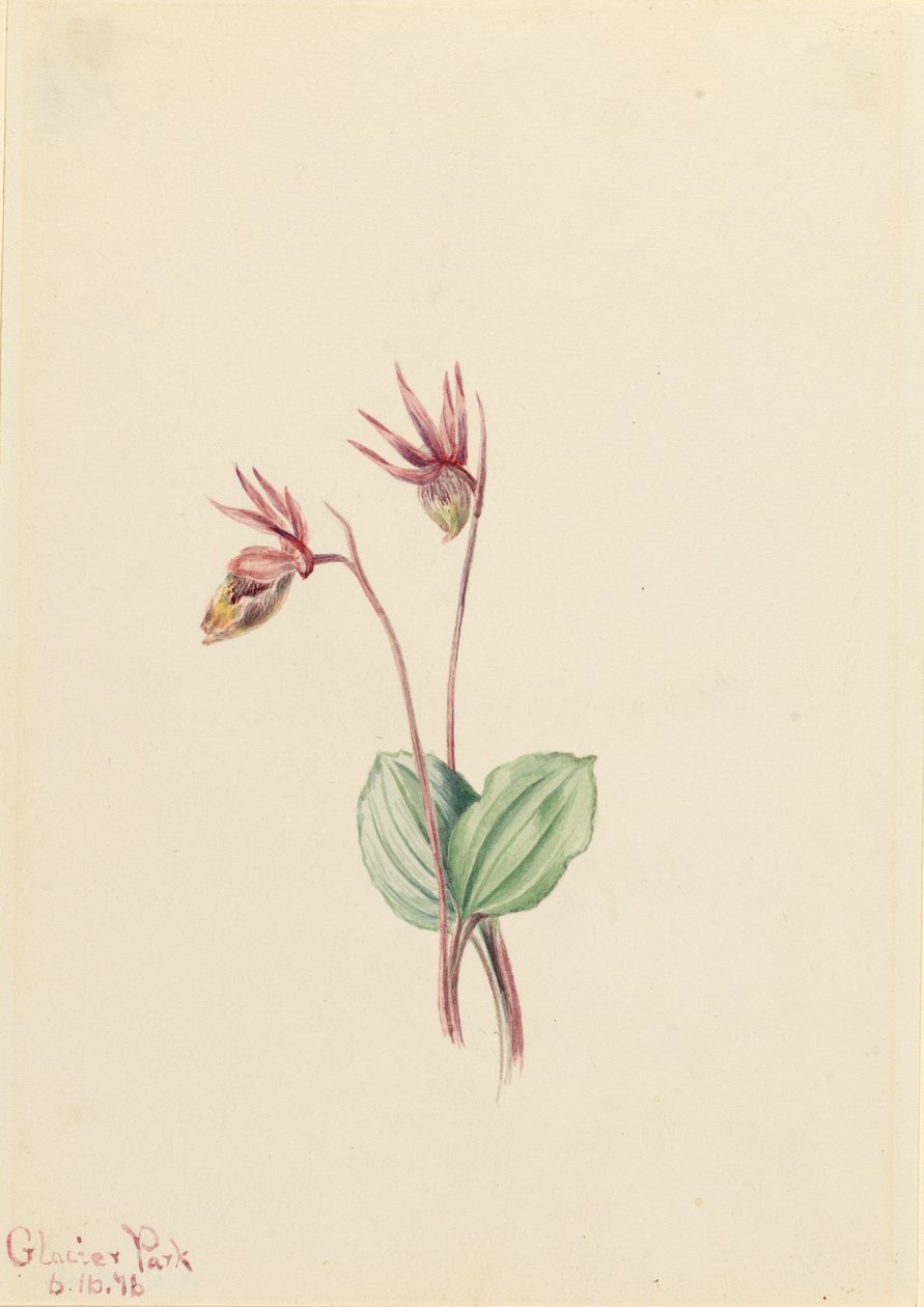 Calypso (Cytherea bulbosa) alkotó: Mary Vaux Walcott