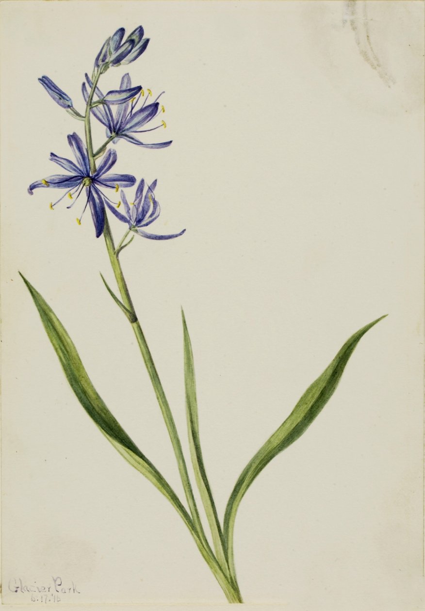 Camas (Quamasia quamash) alkotó: Mary Vaux Walcott