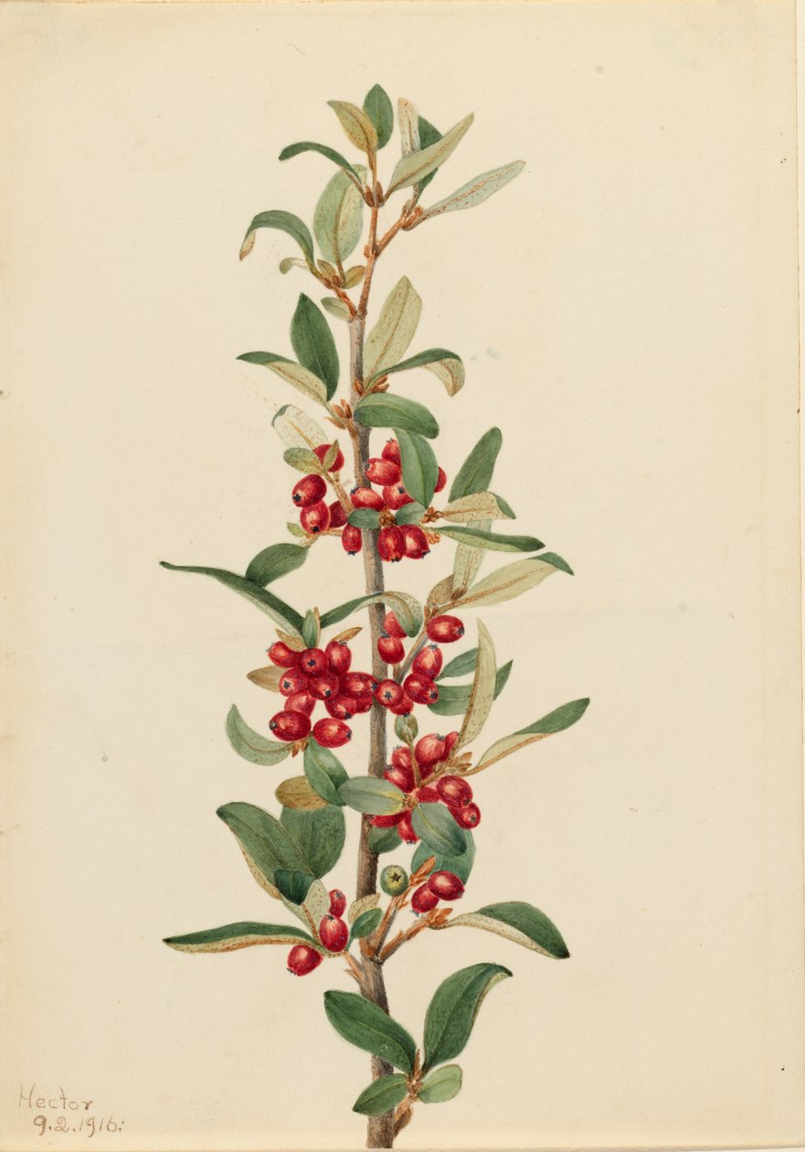 Kanadai bivalybokor (Lepargyrea canadensis) alkotó: Mary Vaux Walcott