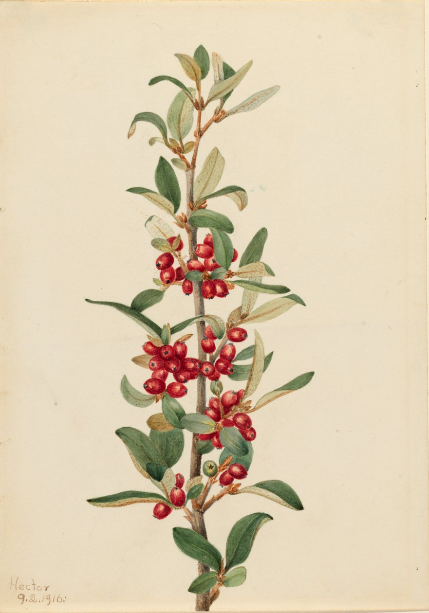 Kanadai Buffaloberry Lepargyrea canadensis, 1916. alkotó: Mary Vaux Walcott