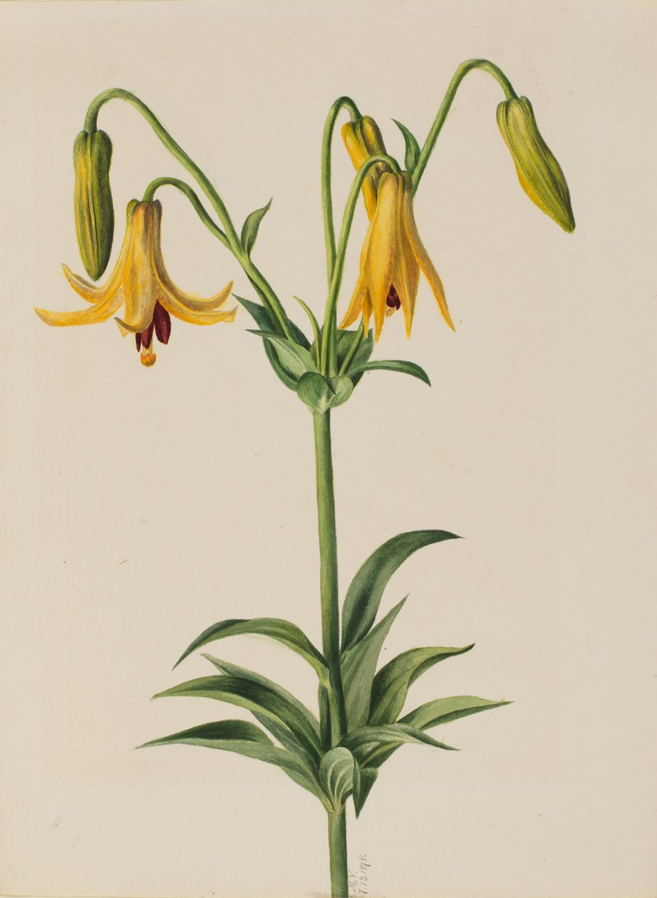 Kanada Liliom (Lilium canadense) alkotó: Mary Vaux Walcott