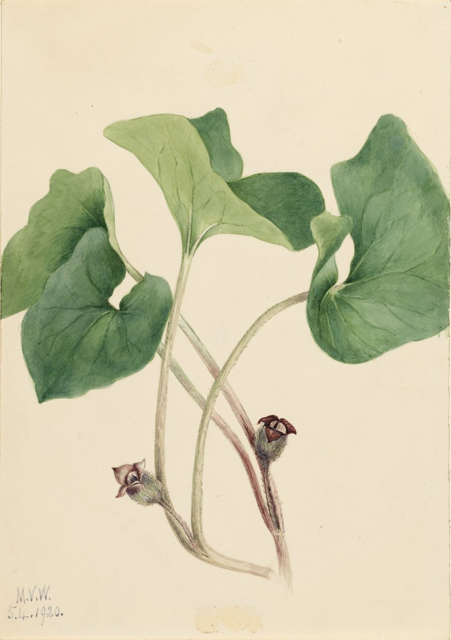 Kanadai vadgyömbér (Asarum canadense) alkotó: Mary Vaux Walcott