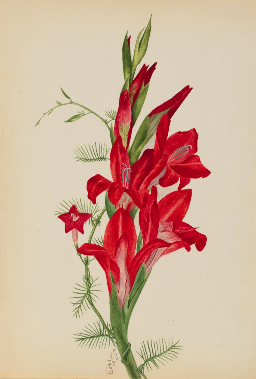 Cannák és ciprusszőlő (Canna fajok és Ipomoea quamoclit) alkotó: Mary Vaux Walcott