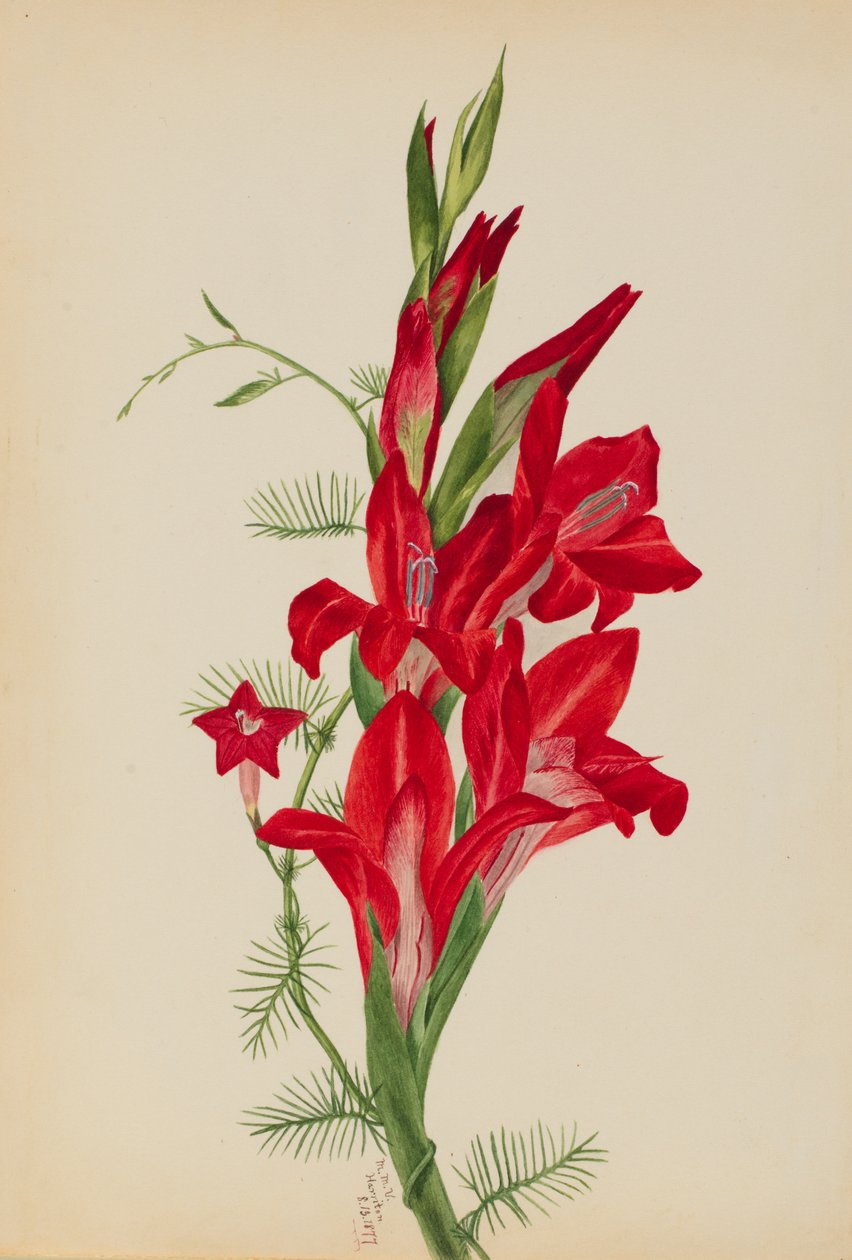 Kannák és ciprusszőlő Canna fajok és Ipomoea quamoclit, 1877. alkotó: Mary Vaux Walcott
