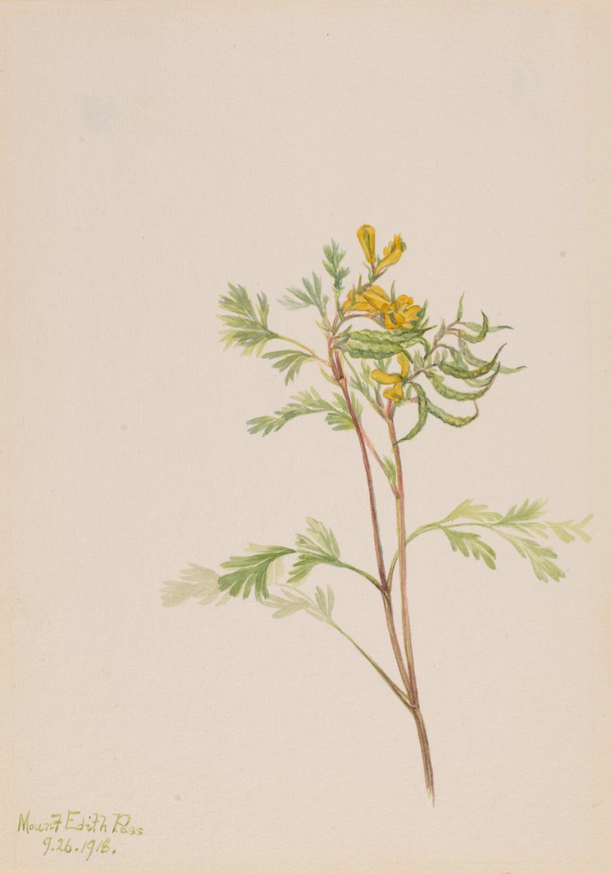Capnoides aureum, 1918. alkotó: Mary Vaux Walcott