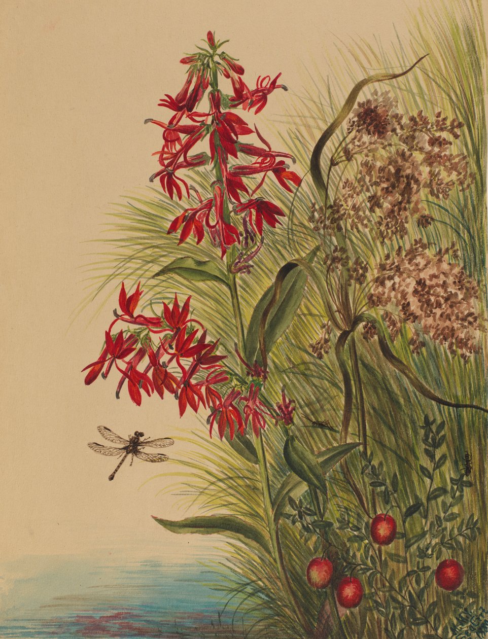Bíborvirág (Lobelia cardinalis) alkotó: Mary Vaux Walcott