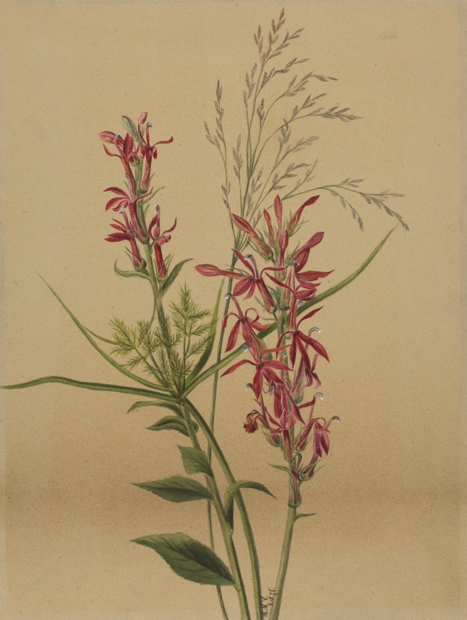 Bíborvirág (Lobelia cardinalis) alkotó: Mary Vaux Walcott