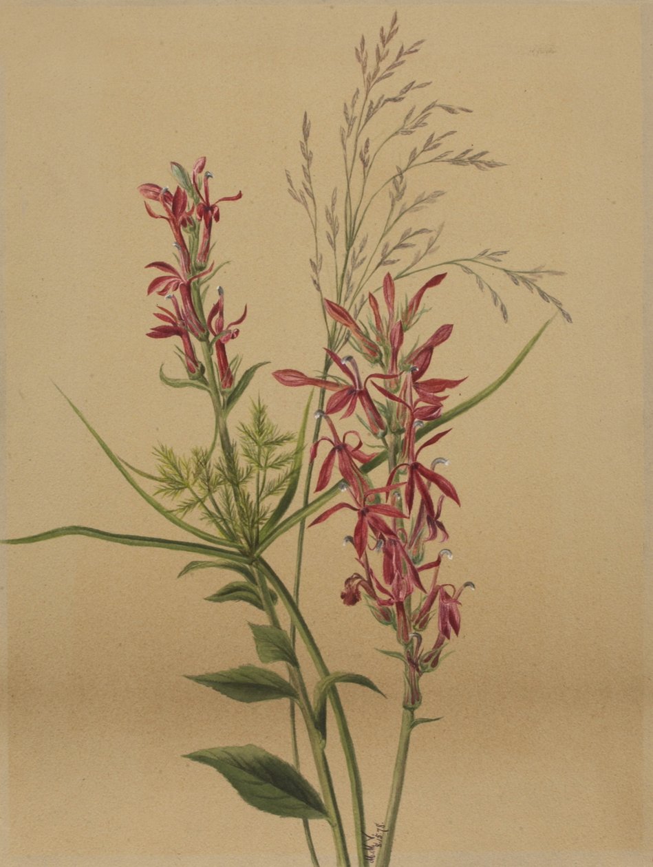 Bíboros Virág Lobelia cardinalis, 1878. alkotó: Mary Vaux Walcott
