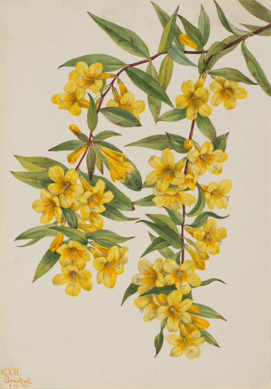 Carolina Jessamine Gelsemium sempervirens, 1926 alkotó: Mary Vaux Walcott