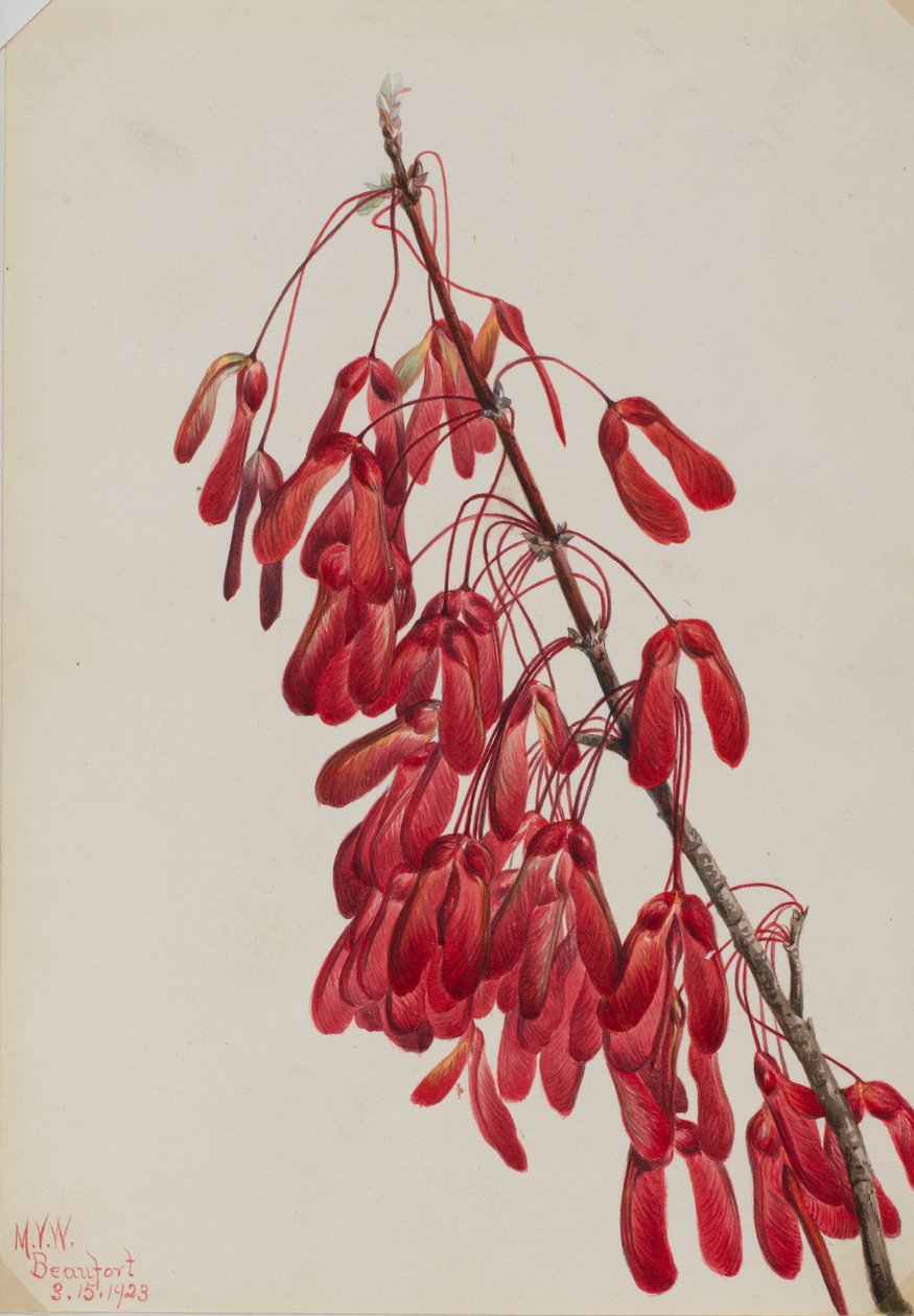 Carolina Maple (Acer carolinianum) alkotó: Mary Vaux Walcott