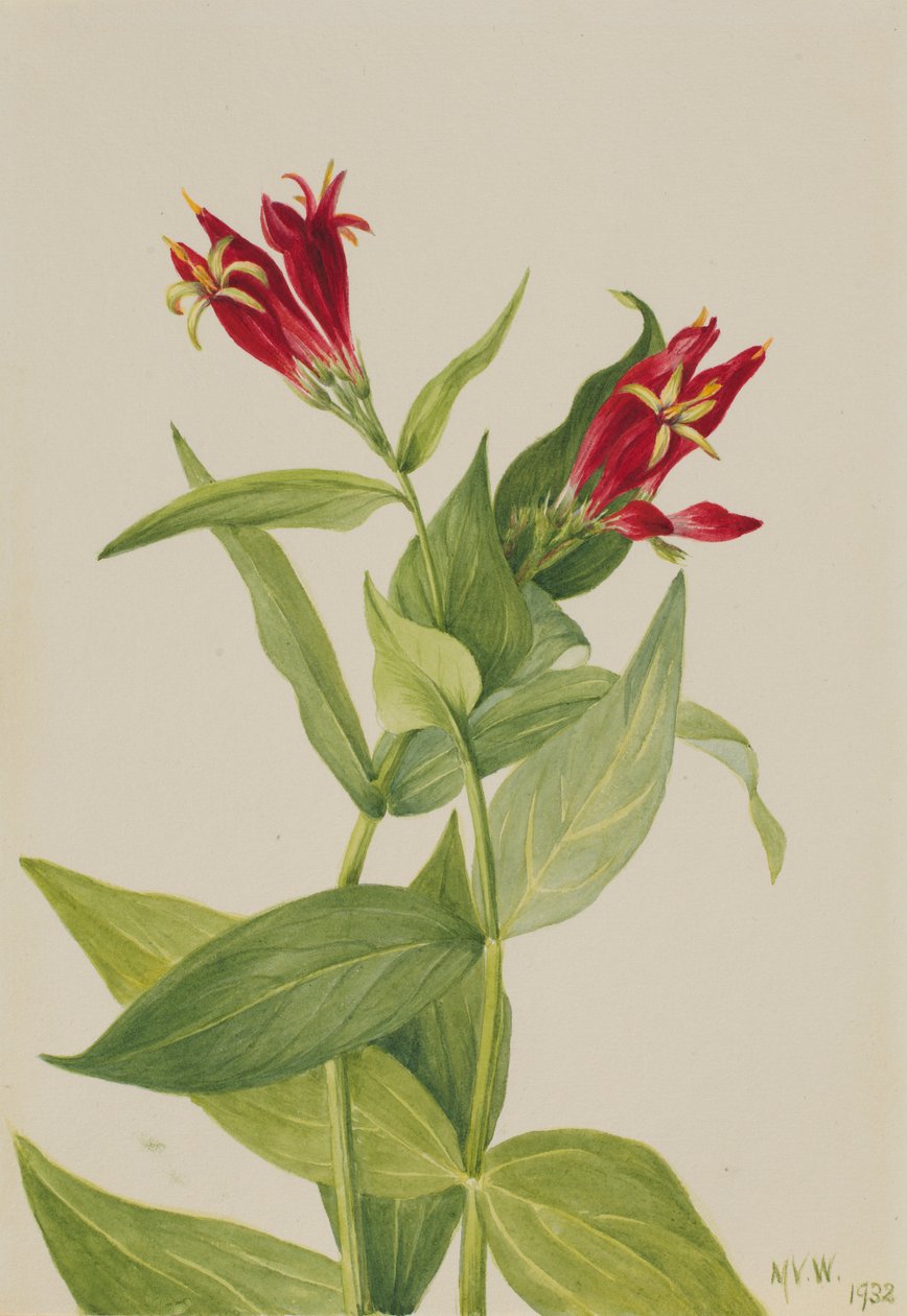 Carolina rózsaszín (Spigelia marylandica) alkotó: Mary Vaux Walcott