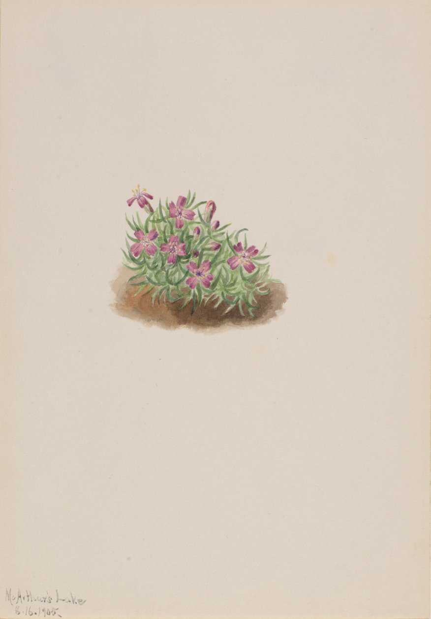 Pink Silene acaulis szőnyeg, 1905. alkotó: Mary Vaux Walcott