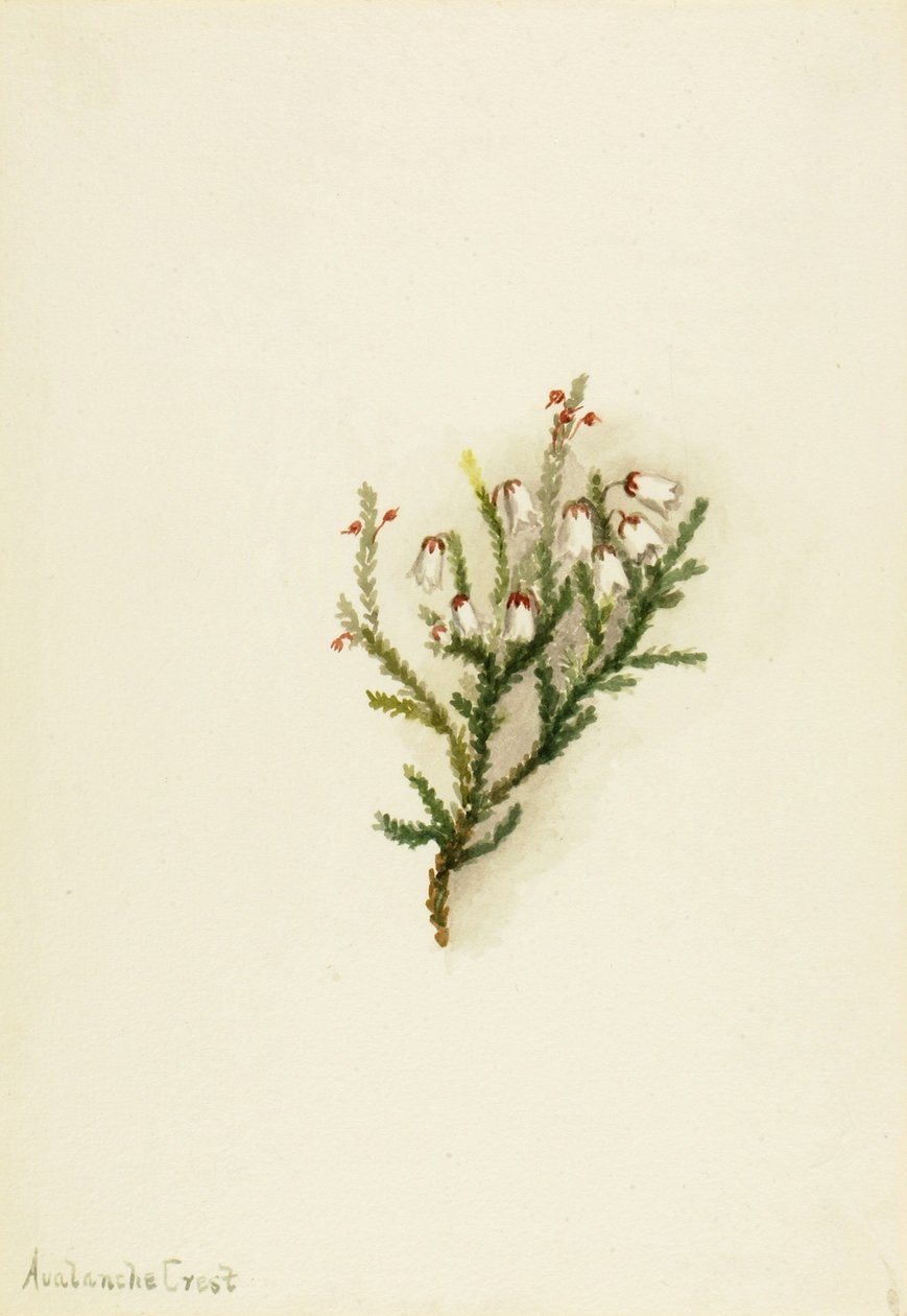 Cassiope (Cassiope mertensiana) alkotó: Mary Vaux Walcott