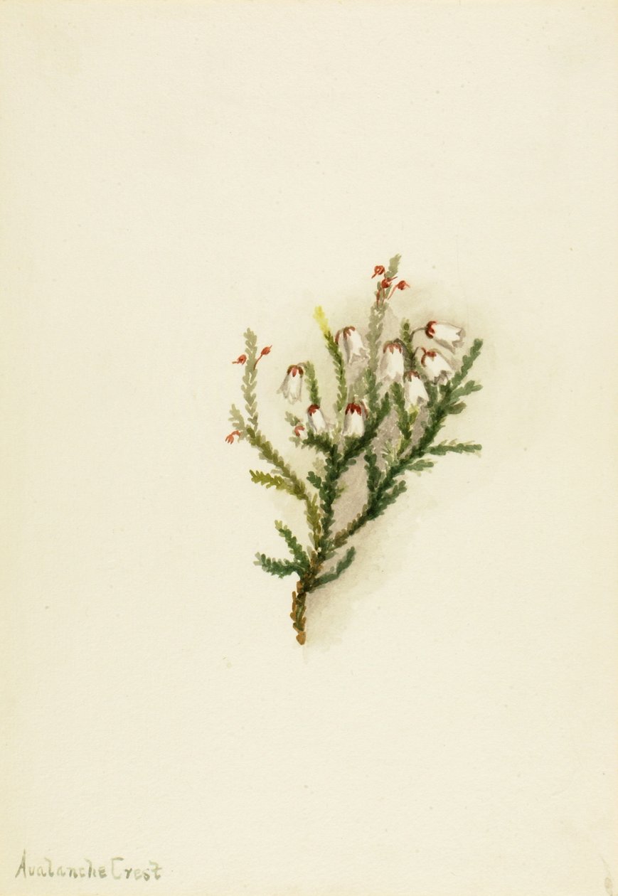 Cassiope Cassiope mertensiana, kb. 1900-1905. alkotó: Mary Vaux Walcott