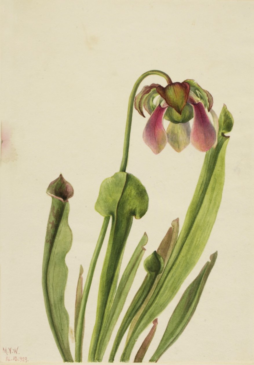 Catesby kancsónövény (Sarracenia catesaei) alkotó: Mary Vaux Walcott