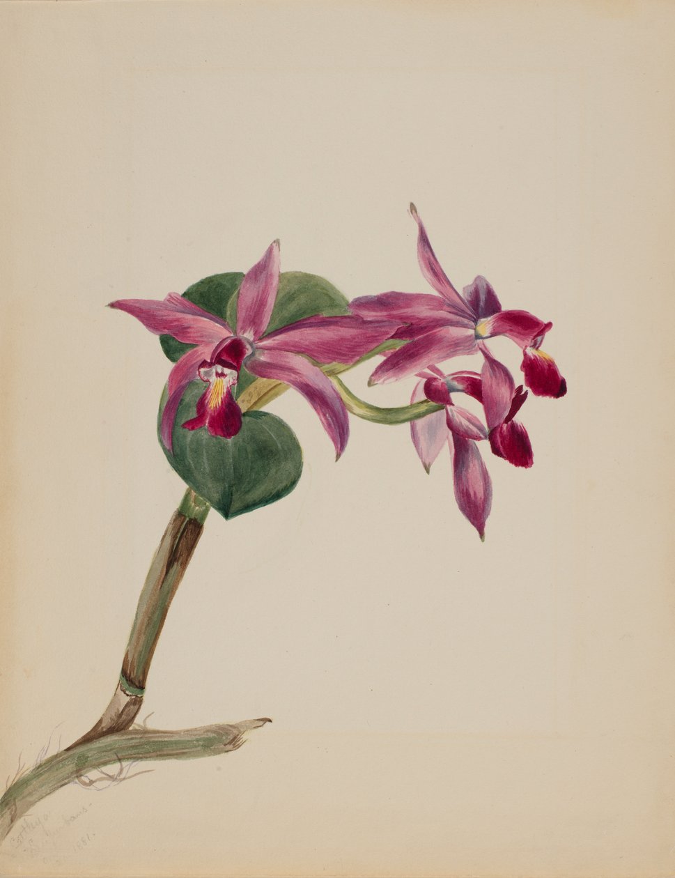 Cattlaya superbus alkotó: Mary Vaux Walcott