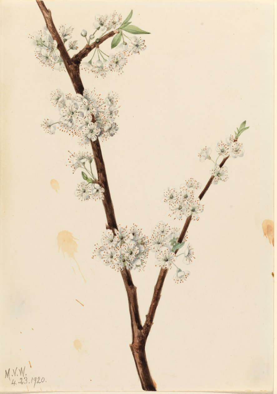 Chickasaw szilva (Prunus angustifolia) alkotó: Mary Vaux Walcott