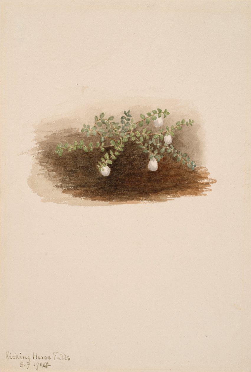 Chiogenes hispidula, 1904 alkotó: Mary Vaux Walcott
