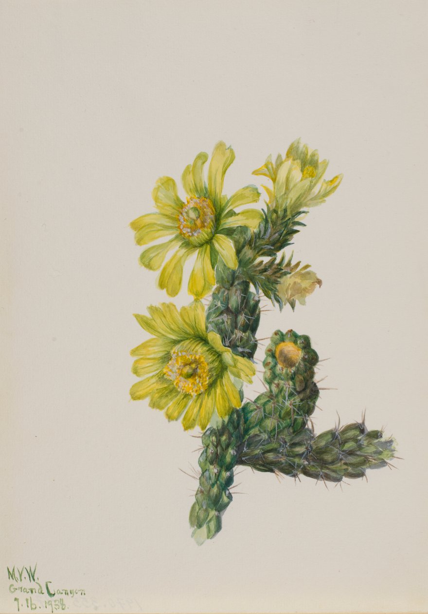 Cholla Opuntia whipplei, 1938. alkotó: Mary Vaux Walcott