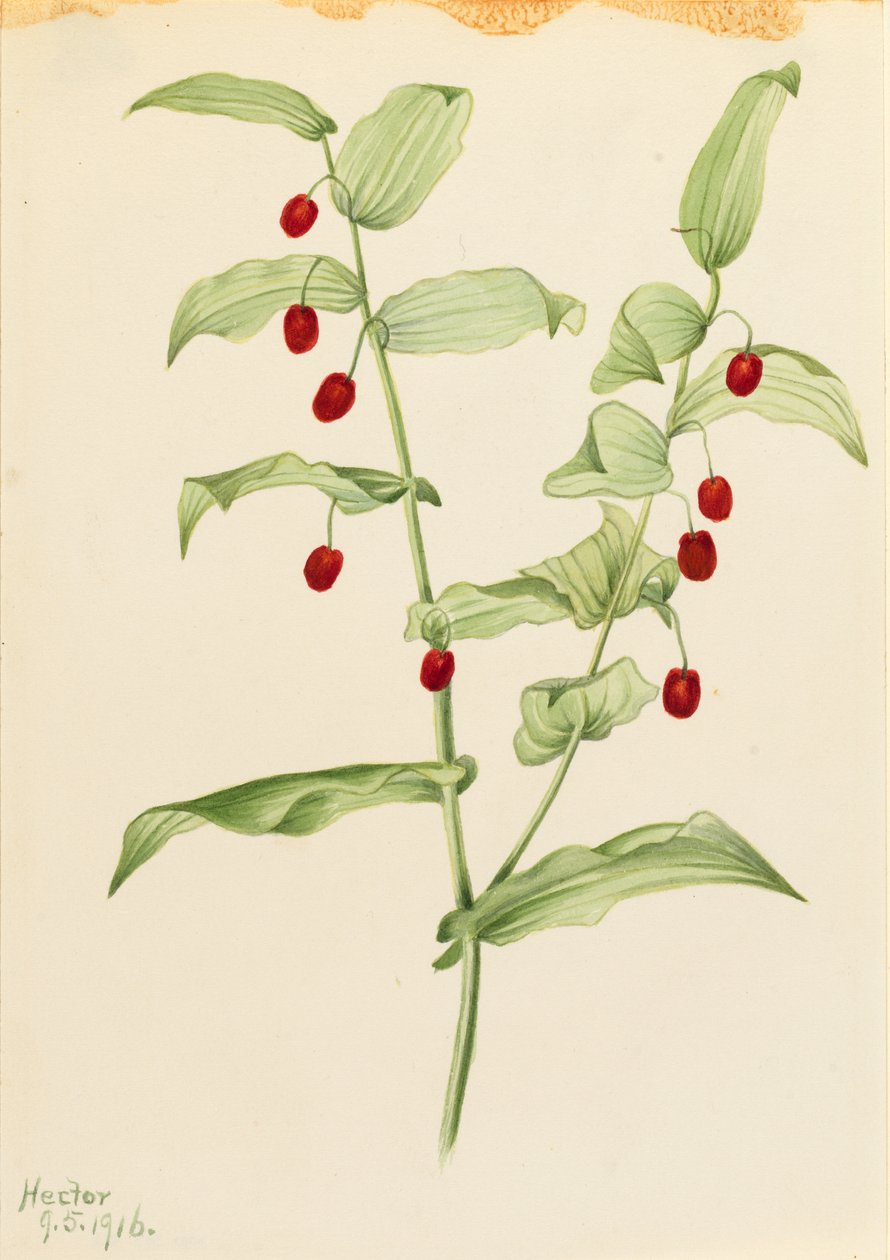 Összekapaszkodó csavart szár (Streptopus amplexifolius) alkotó: Mary Vaux Walcott