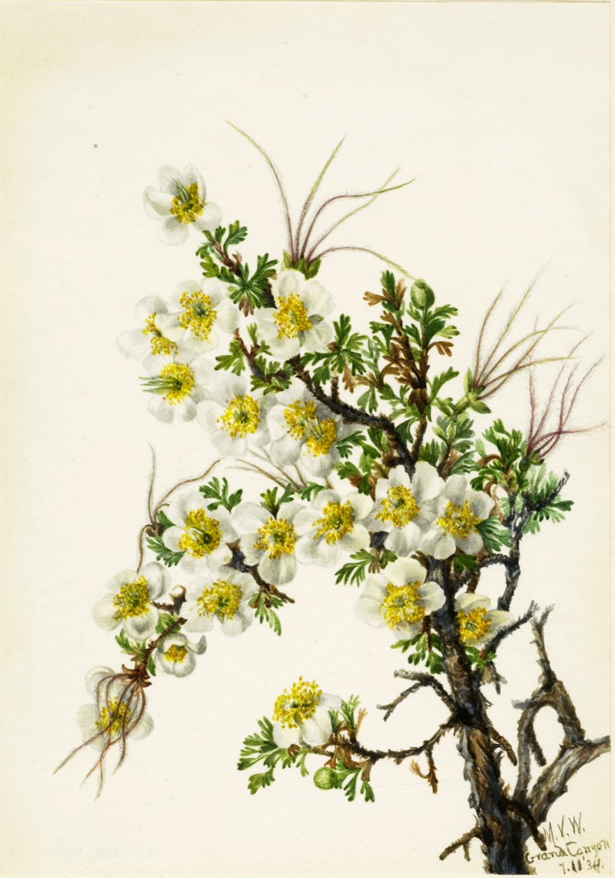 Cliffrose Cowania stansburiana, 1934. alkotó: Mary Vaux Walcott