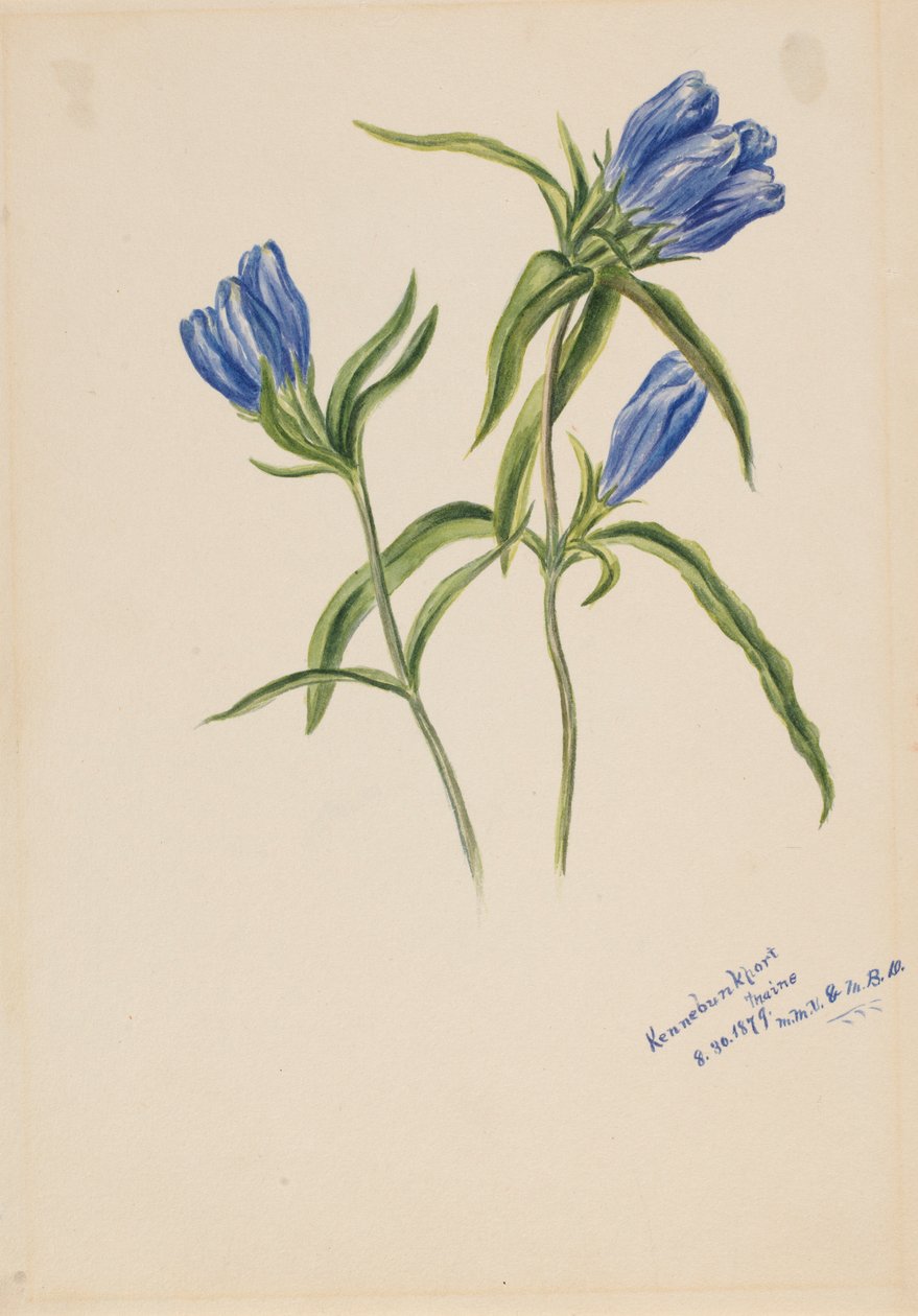 Zárt Gentian (Gentiana andrewskii) alkotó: Mary Vaux Walcott