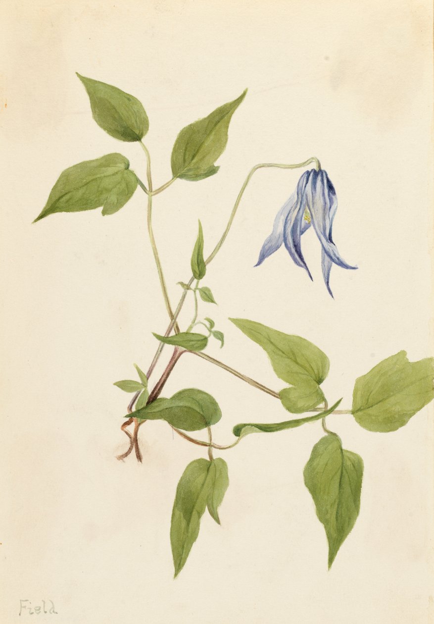 Columbia Clematis Clematis columbiana, kb. 1900-1925. alkotó: Mary Vaux Walcott