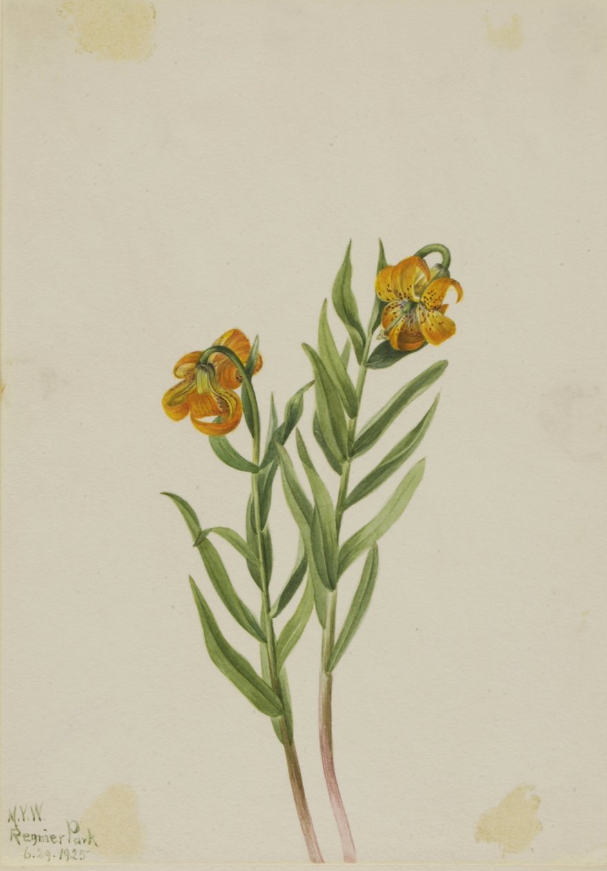 Columbia Liliom (Lilium columbianum) alkotó: Mary Vaux Walcott